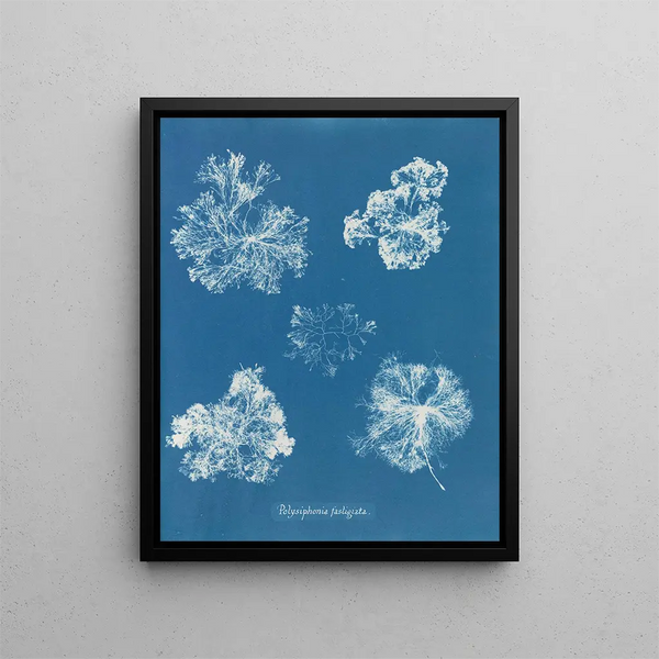Polysiphonia fastigiata - Anna Atkins — framed artwork on a wall
