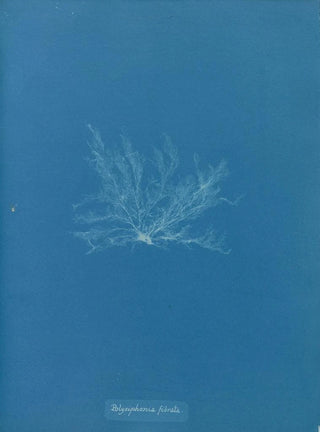 Polysiphonia fibrata - Anna Atkins — artwork view