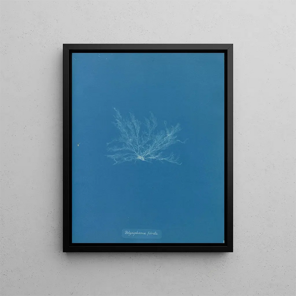 Polysiphonia fibrata - Anna Atkins — framed artwork on a wall