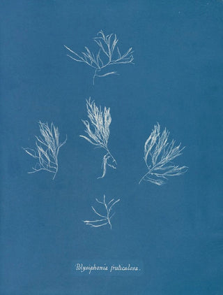 Polysiphonia fructiculosa - Anna Atkins — artwork view