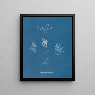 Polysiphonia fructiculosa - Anna Atkins — framed artwork on a wall