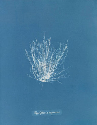 Polysiphonia nigrescens - Anna Atkins — artwork view