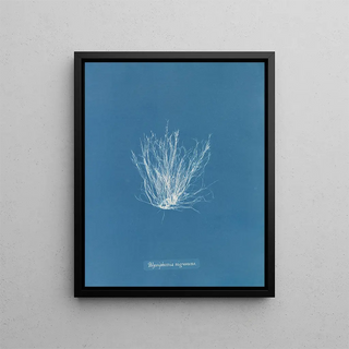 Polysiphonia nigrescens - Anna Atkins — framed artwork on a wall