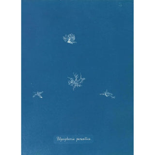 Polysiphonia parasitica - Anna Atkins — artwork view