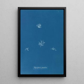 Polysiphonia parasitica - Anna Atkins — framed artwork on a wall