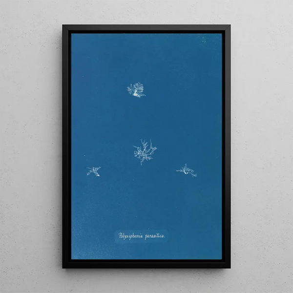 Polysiphonia parasitica - Anna Atkins — framed artwork on a wall