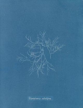 Polysiphonia subulifera - Anna Atkins — artwork view