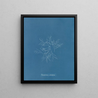 Polysiphonia subulifera - Anna Atkins — framed artwork on a wall