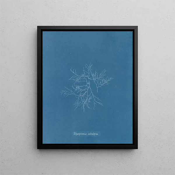 Polysiphonia subulifera - Anna Atkins — framed artwork on a wall