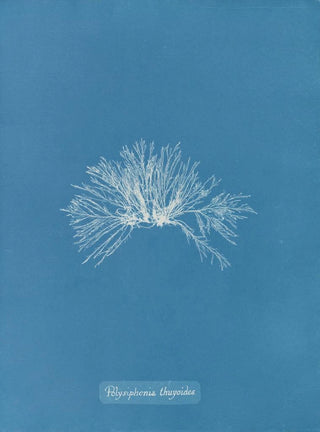 Polysiphonia thuyoides - Anna Atkins — artwork view