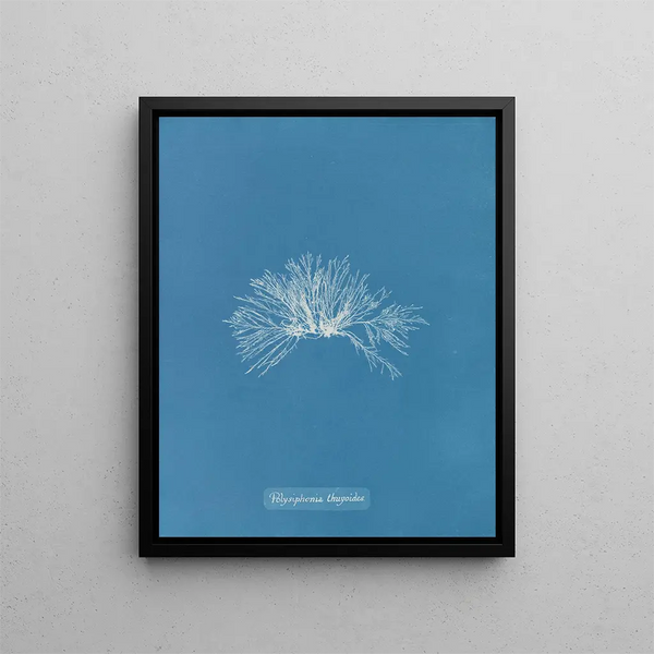 Polysiphonia thuyoides - Anna Atkins — framed artwork on a wall