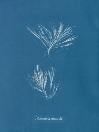 Polysiphonia urceolata - Anna Atkins — artwork view