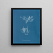 Polysiphonia urceolata - Anna Atkins — framed artwork on a wall