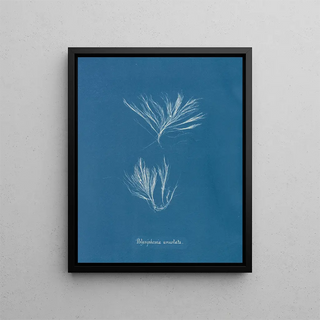 Polysiphonia urceolata - Anna Atkins — framed artwork on a wall
