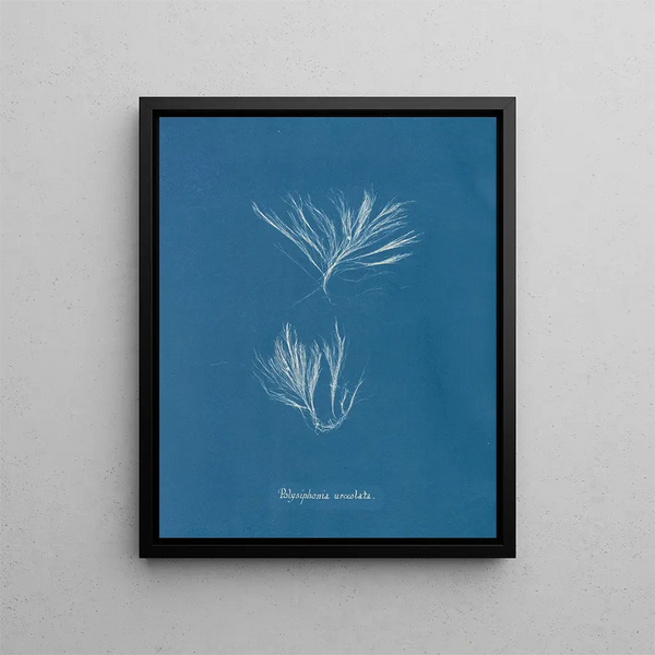 Polysiphonia urceolata - Anna Atkins — framed artwork on a wall