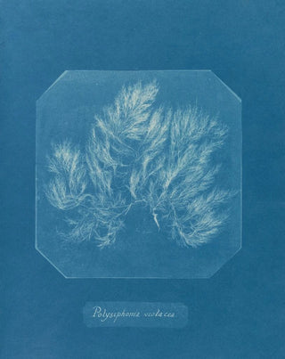 Polysiphonia violacea - Anna Atkins — artwork view