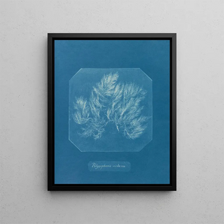 Polysiphonia violacea - Anna Atkins — framed artwork on a wall