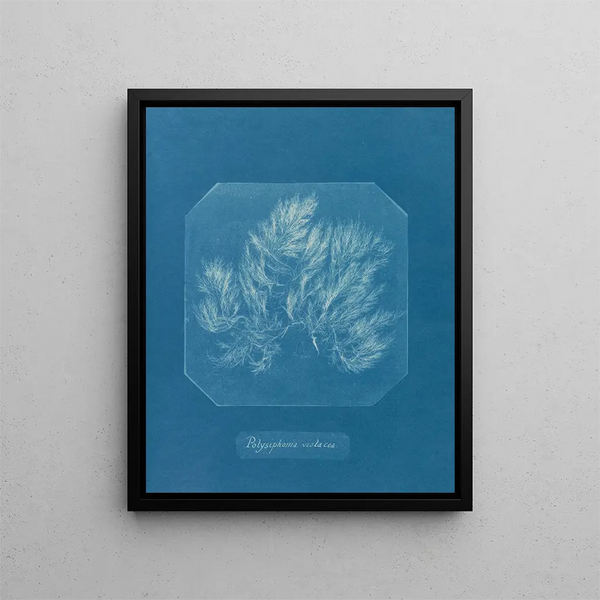 Polysiphonia violacea - Anna Atkins — framed artwork on a wall