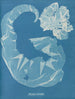 Porphyra laciniata - Anna Atkins — artwork view