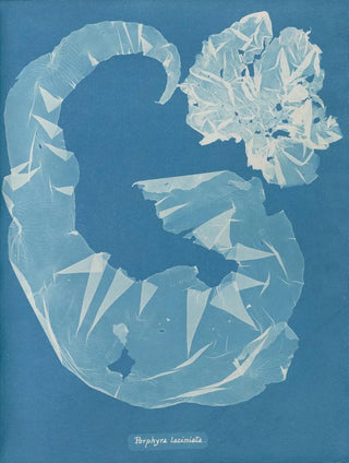 Porphyra laciniata - Anna Atkins — artwork view