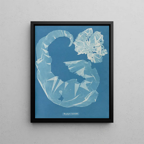 Porphyra laciniata - Anna Atkins — framed artwork on a wall