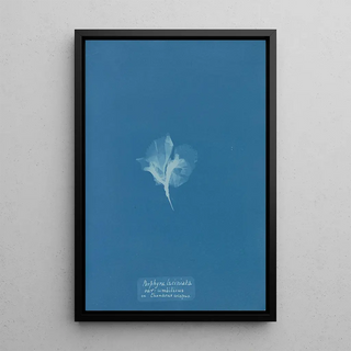 Reproduction of the painting Porphyra laciniata var umbilicus on Chondrus crispus - Anna Atkins