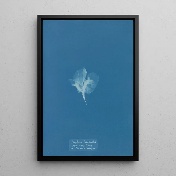 Reproduction of the painting Porphyra laciniata var umbilicus on Chondrus crispus - Anna Atkins