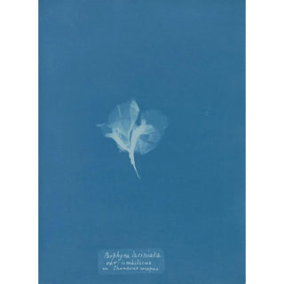 Reproduction of the painting Porphyra laciniata var umbilicus on Chondrus crispus - Anna Atkins