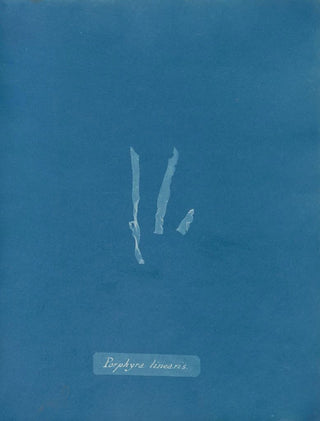 Porphyra linearis - Anna Atkins — artwork view