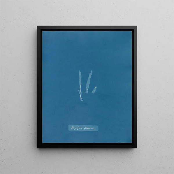 Porphyra linearis - Anna Atkins — framed artwork on a wall