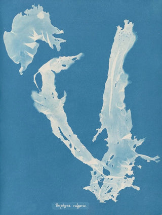 Porphyra vulgaris - Anna Atkins — artwork view