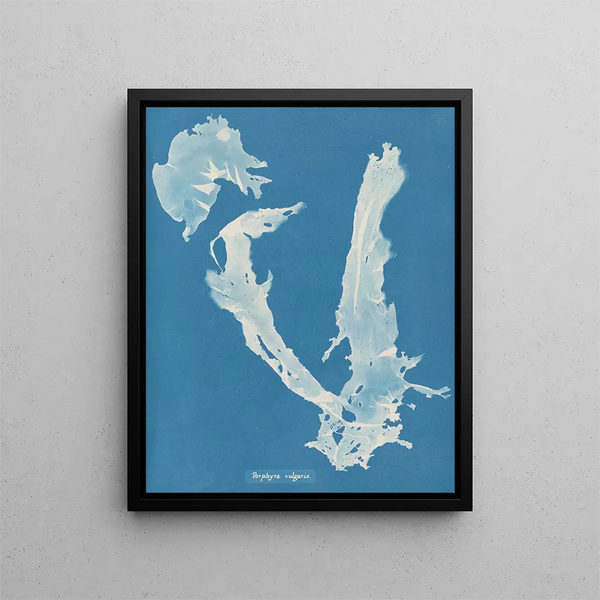Porphyra vulgaris - Anna Atkins — framed artwork on a wall