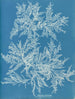 Ptilota plumosa - Anna Atkins — artwork view