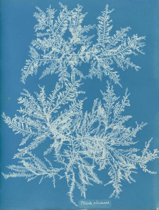 Ptilota plumosa - Anna Atkins — artwork view