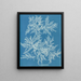 Ptilota plumosa - Anna Atkins — framed artwork on a wall