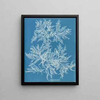 Ptilota plumosa - Anna Atkins — framed artwork on a wall