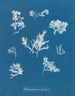 Ptilota plumosa - Anna Atkins — artwork view