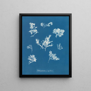 Ptilota plumosa - Anna Atkins — framed artwork on a wall