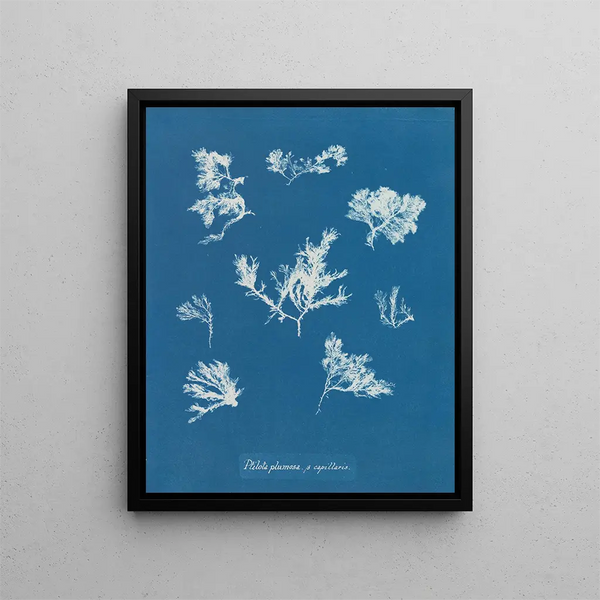 Ptilota plumosa - Anna Atkins — framed artwork on a wall