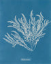 Ptilota sericea - Anna Atkins — artwork view