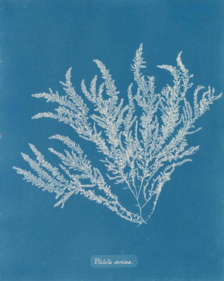 Ptilota sericea - Anna Atkins — artwork view