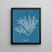 Ptilota sericea - Anna Atkins — framed artwork on a wall
