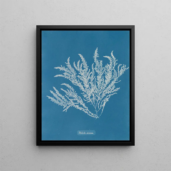 Ptilota sericea - Anna Atkins — framed artwork on a wall