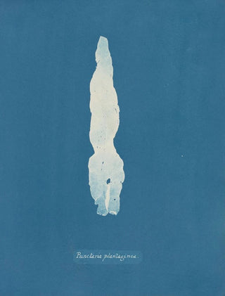 Punctaria plantaginea - Anna Atkins — artwork view
