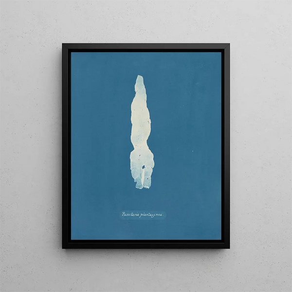 Punctaria plantaginea - Anna Atkins — framed artwork on a wall