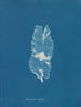 Punctaria latifolia - Anna Atkins — artwork view