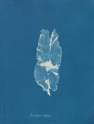 Punctaria latifolia - Anna Atkins — artwork view