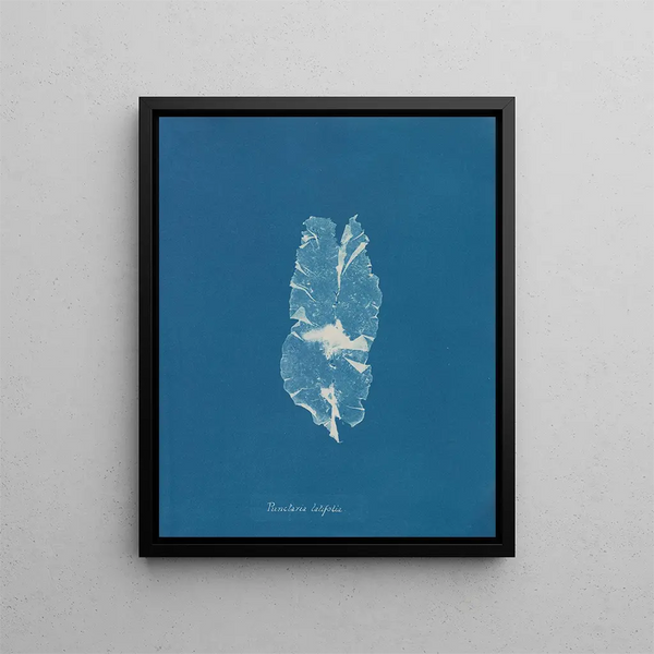 Punctaria latifolia - Anna Atkins — framed artwork on a wall