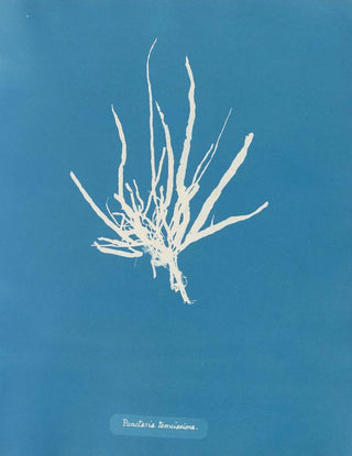 Fine dotted painting - Anna Atkins — artwork view