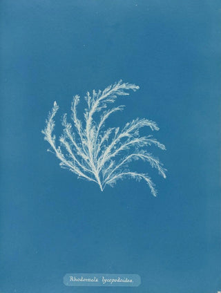 Rhodomela lycopodioides - Anna Atkins — artwork view